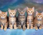 5 кошек с длинными усами смотрит вперед